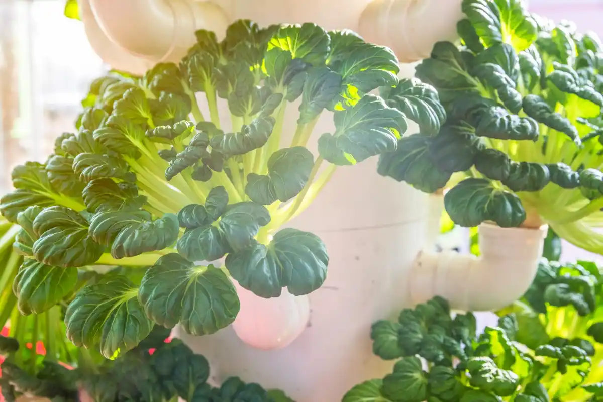 urban vegetable garden balcony with lettuce and radishes