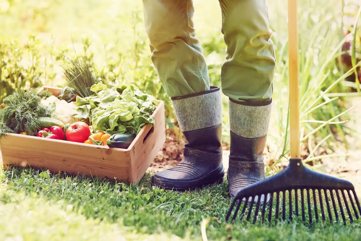 fast growing vegetables in small garden