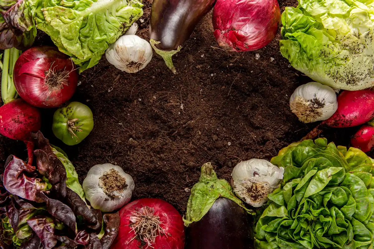 organic vegetable garden mulch spring