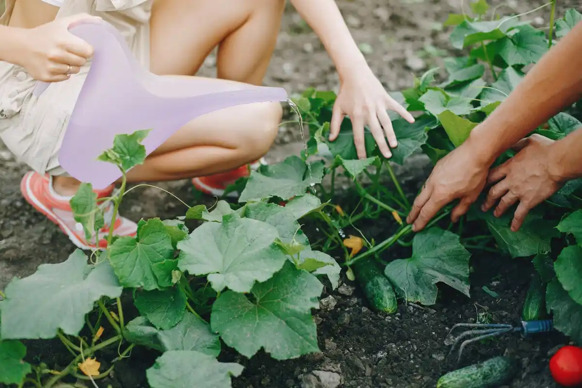 healthy vegetable garden spring