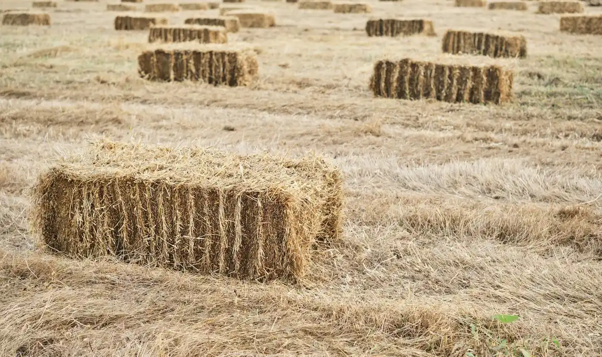 mulching vegetable garden organic straw