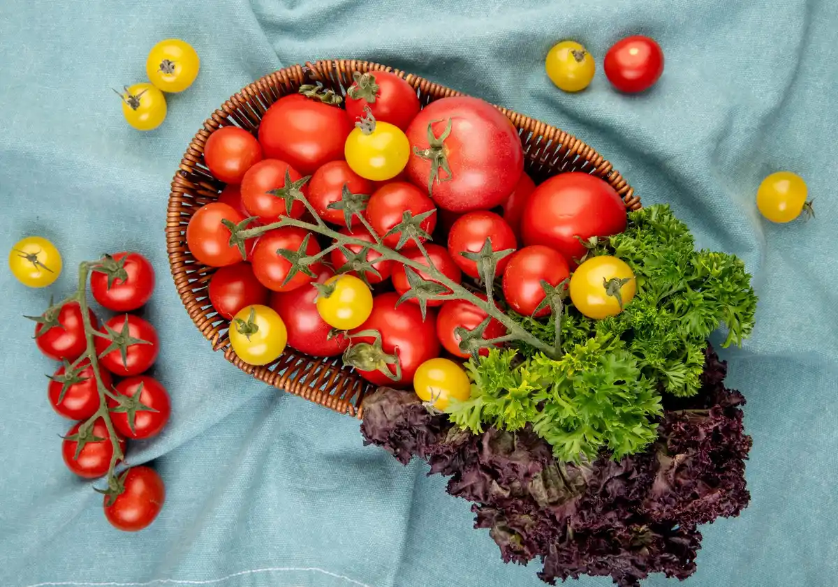 fresh homegrown vegetables garden colorful ripe tomatoes