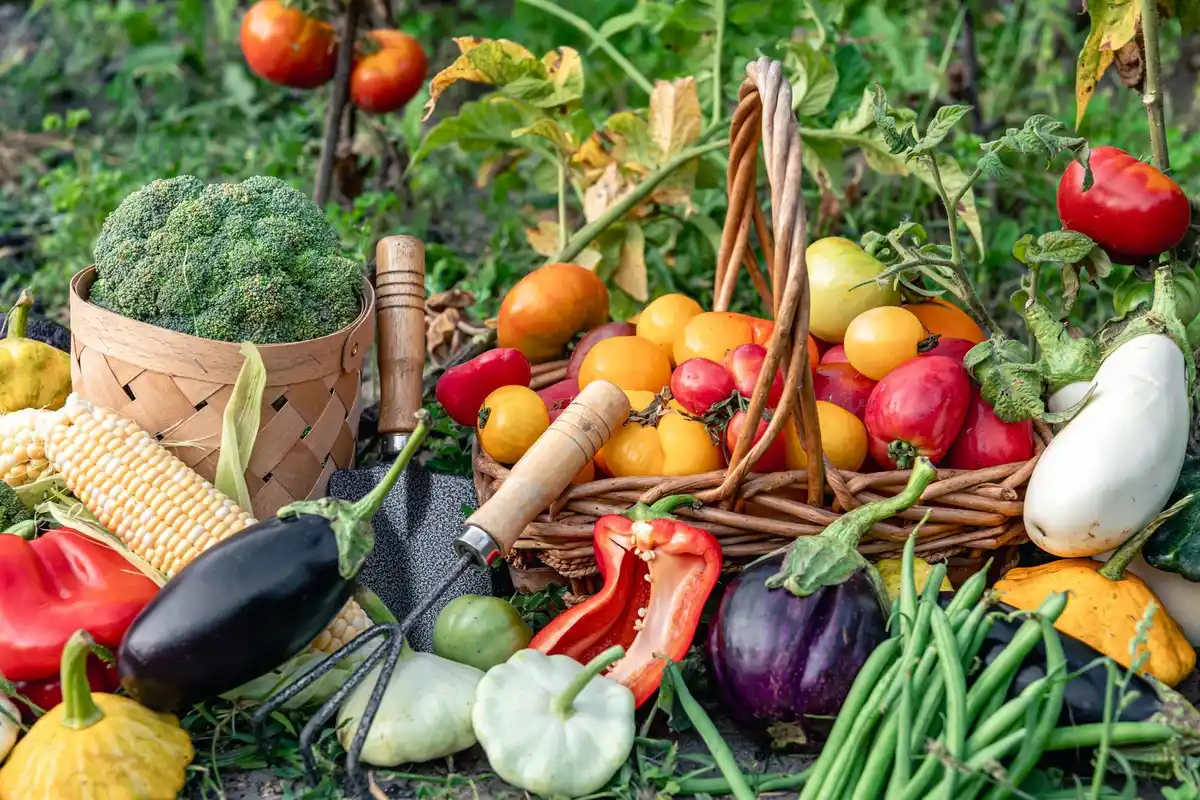 fresh homegrown vegetables garden