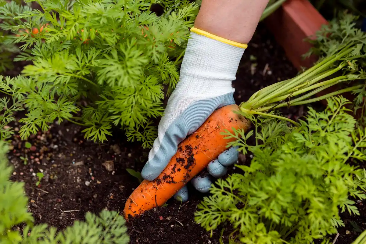 Dutch vegetable garden spring planting
