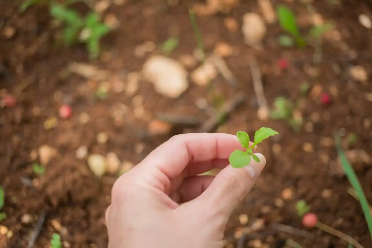 Close-up hands planting spinach seeds in soil