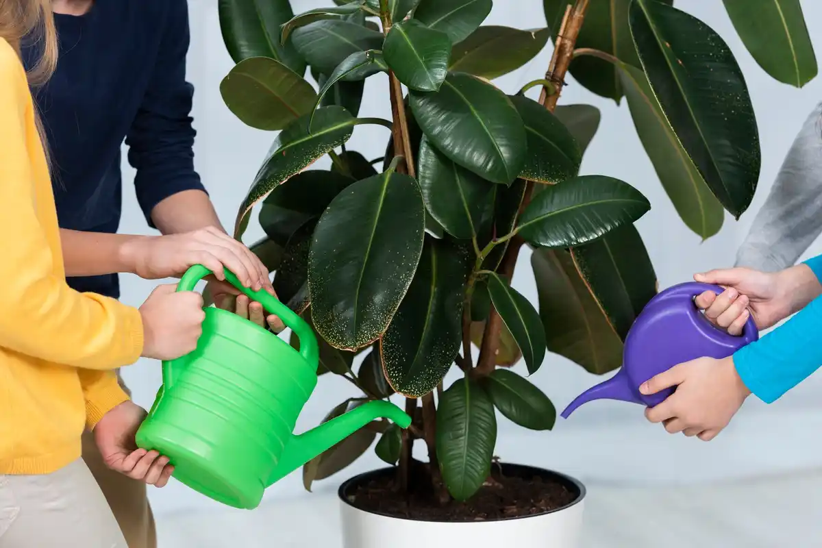 Waarom doet jouw kamerplant het niet? 5 tips die je echt moet weten