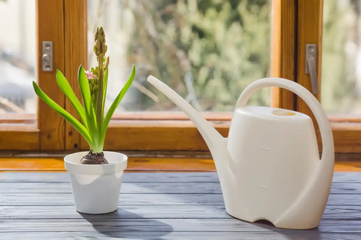 different types of houseplants on window sill