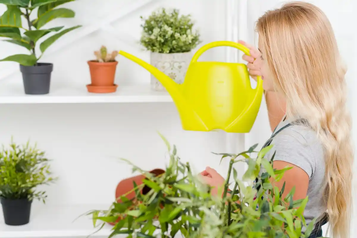 Dutch indoor flower care tips
