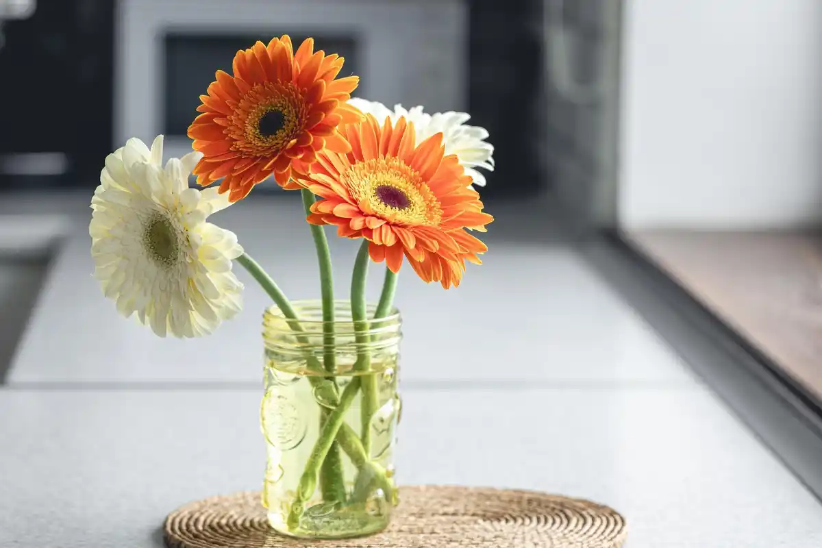 Fresh cut flowers in vase