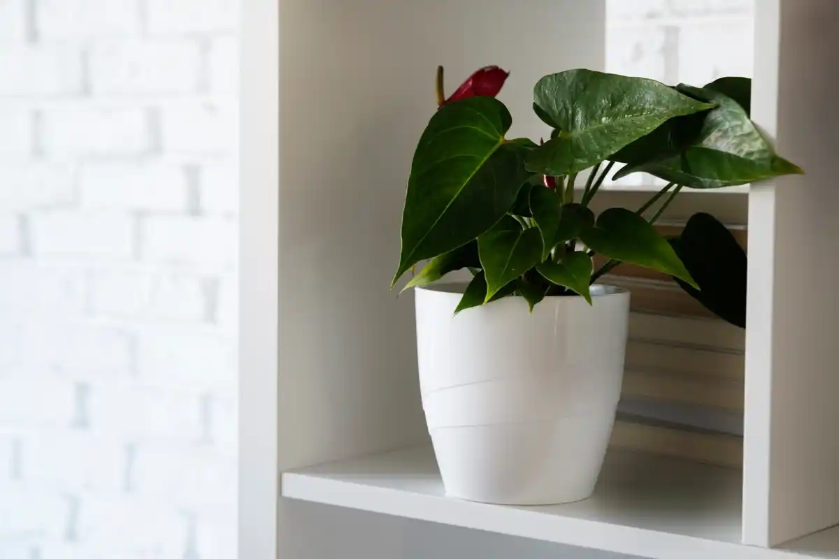 easy hardy houseplants in modern living room