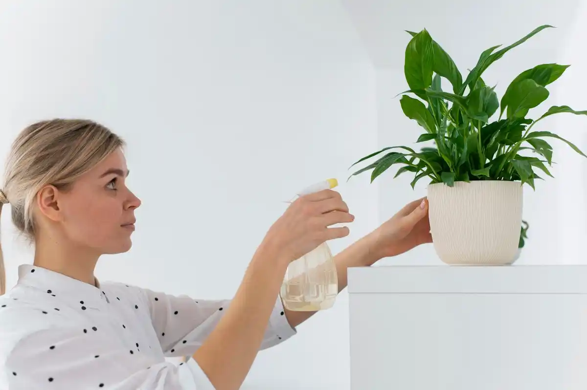 Kamerplanten water geven? Zo doe je het zonder ze te verspelen