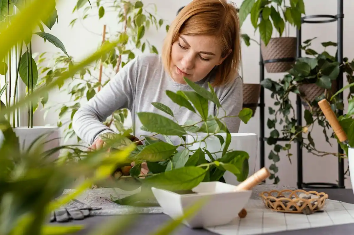 watering houseplants indoors tips