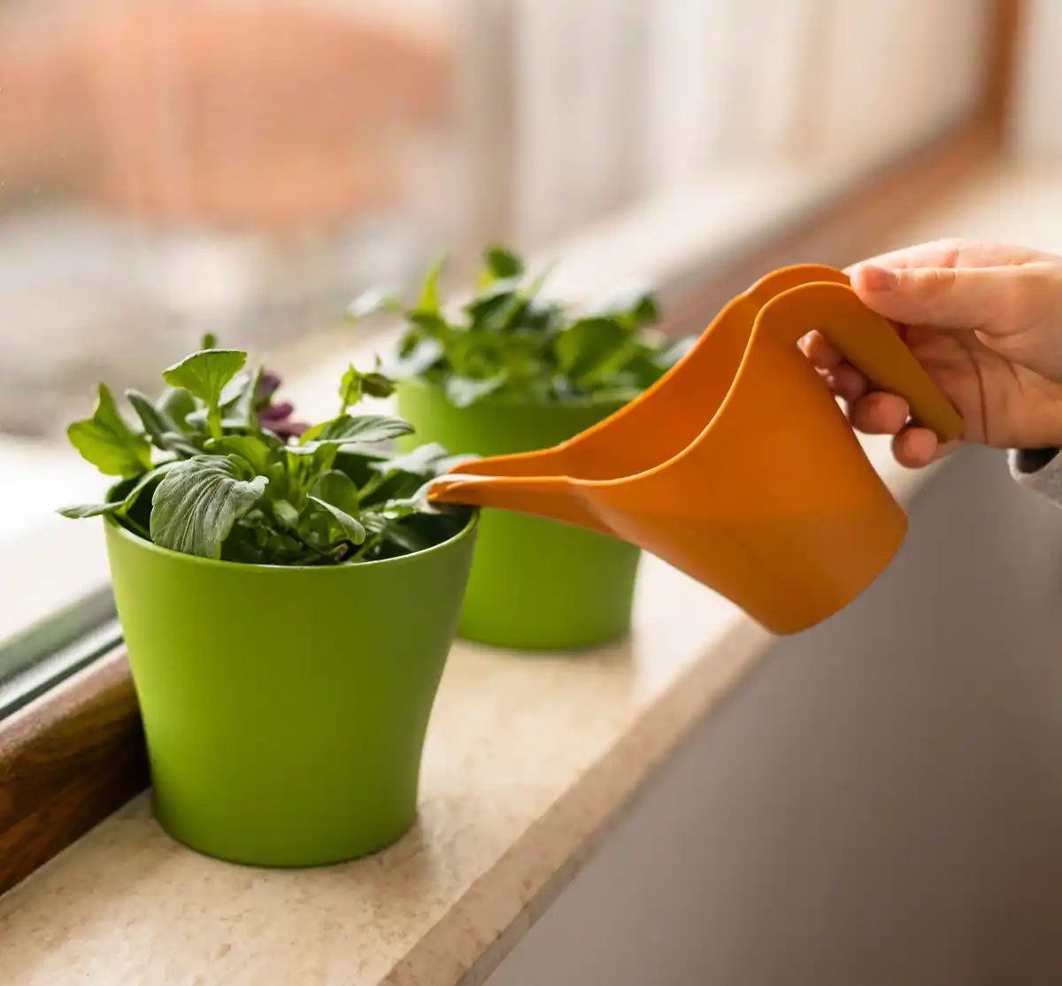 watering indoor plants properly with watering can