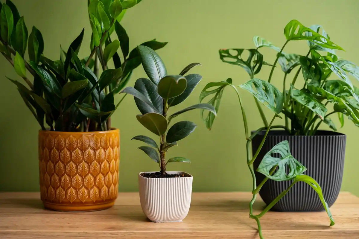 indoor house plants colorful living room