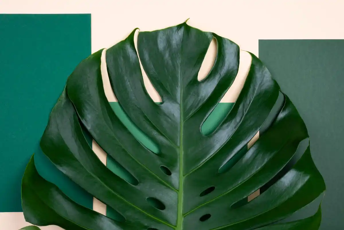 monster leaf indoor plant trendy