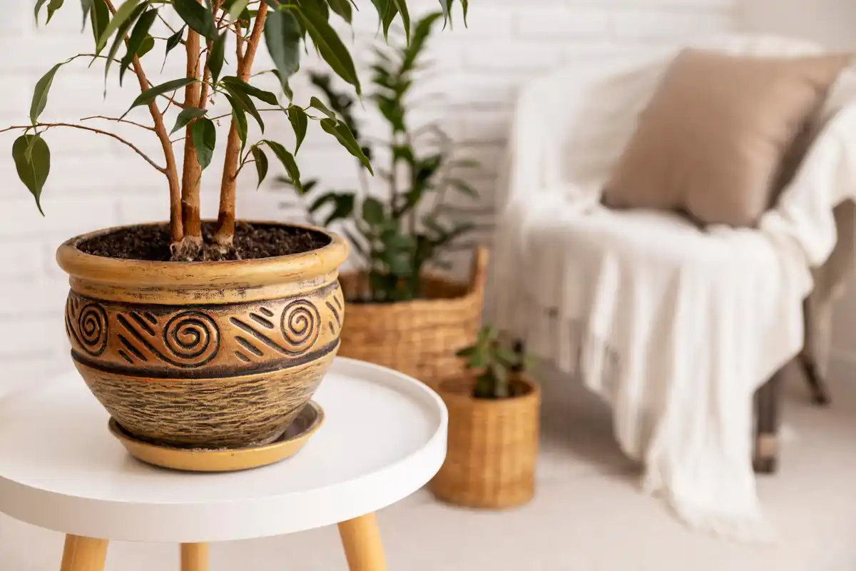 easy houseplants cozy living room