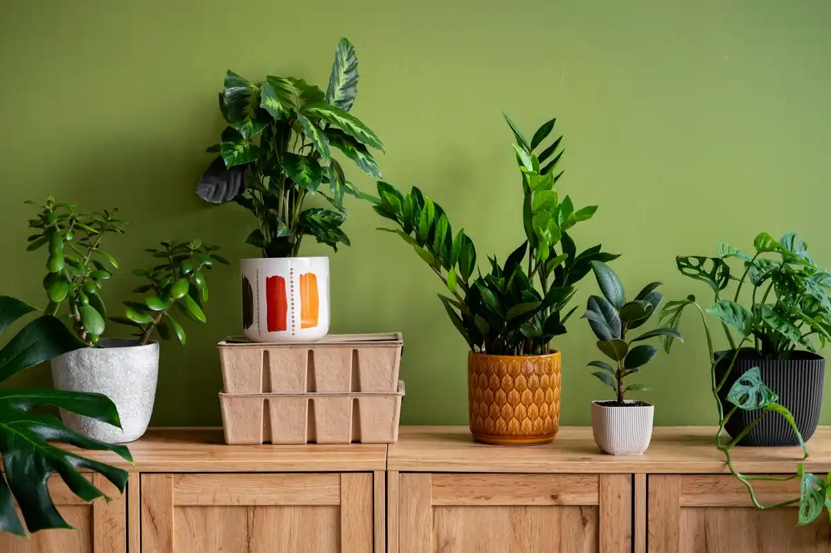 Monstera and Sansevieria plants modern living room