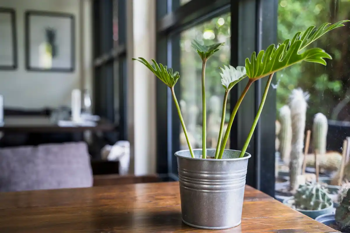 indoor flowering houseplants bright natural light