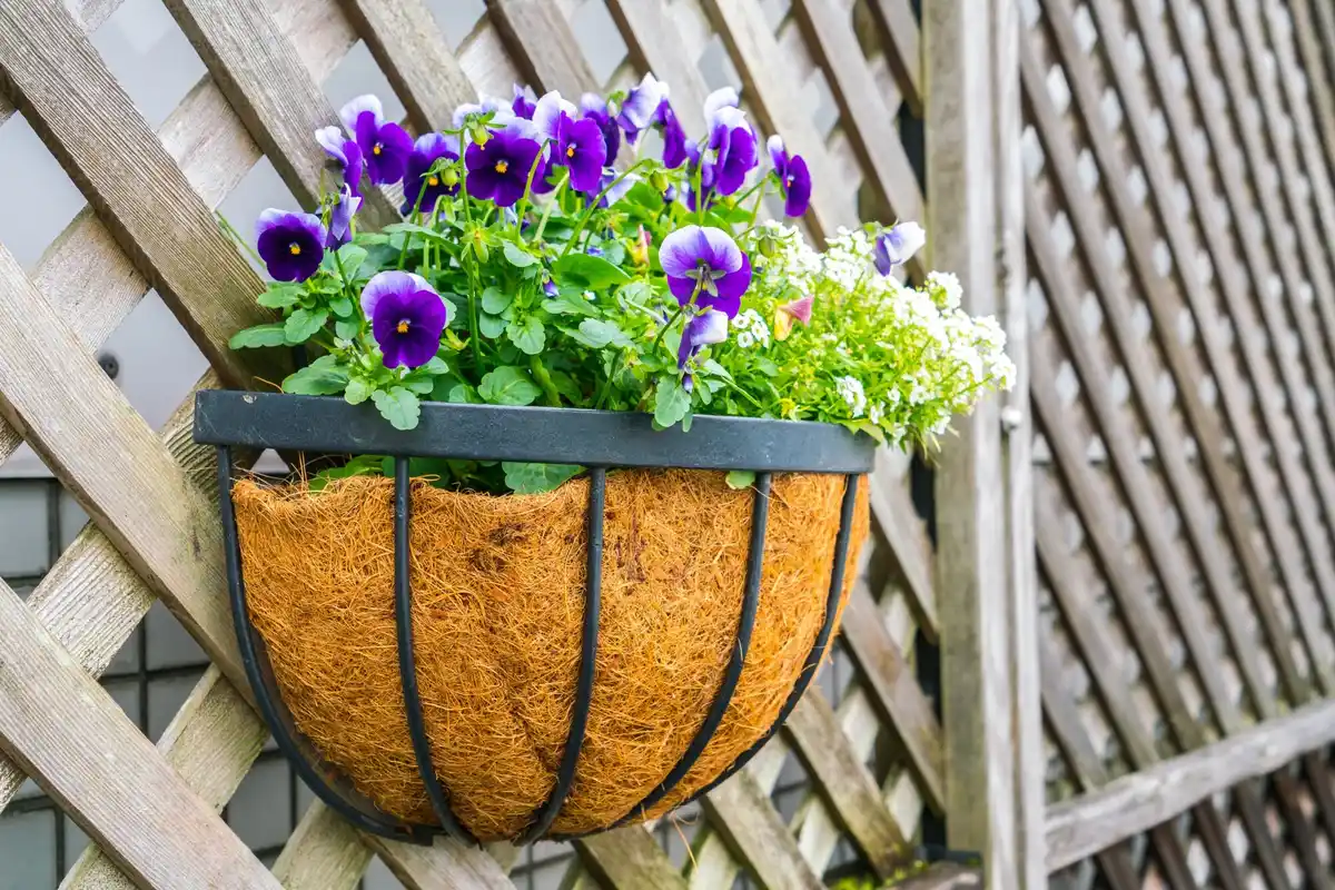 bright violet African violets window sill neat pots