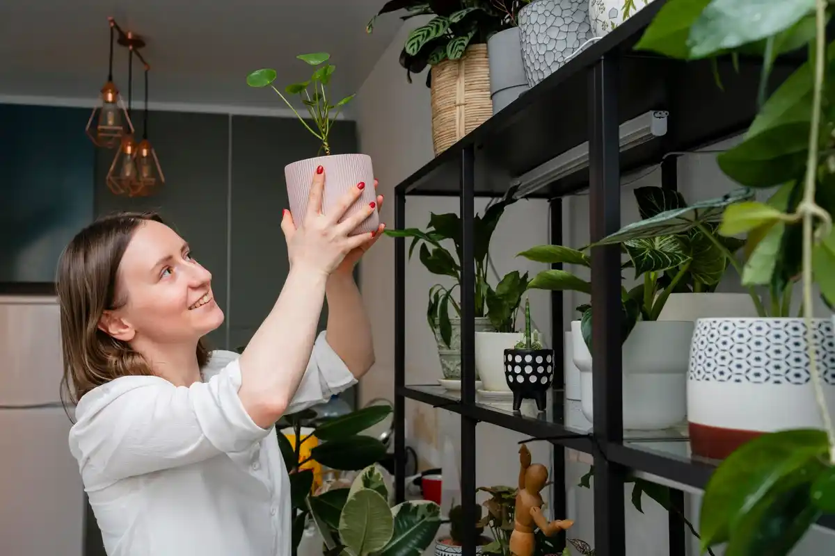 shade-tolerant-houseplants-in-indoor-room