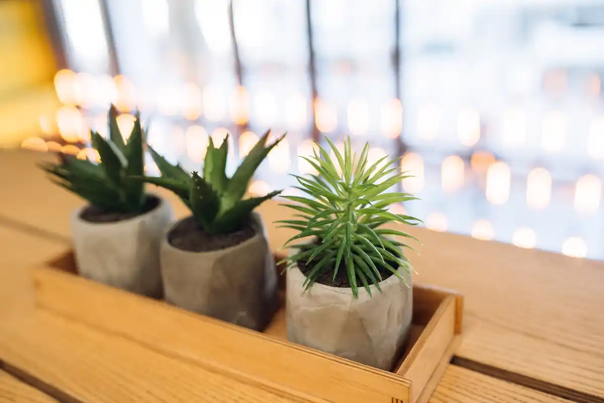 succulent-plants-on-sunny-windowsill