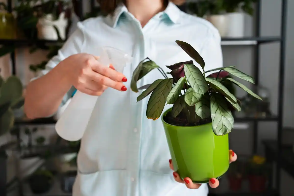 De grootste verzorgingsfouten bij kamerplanten en hoe je ze voorkomt