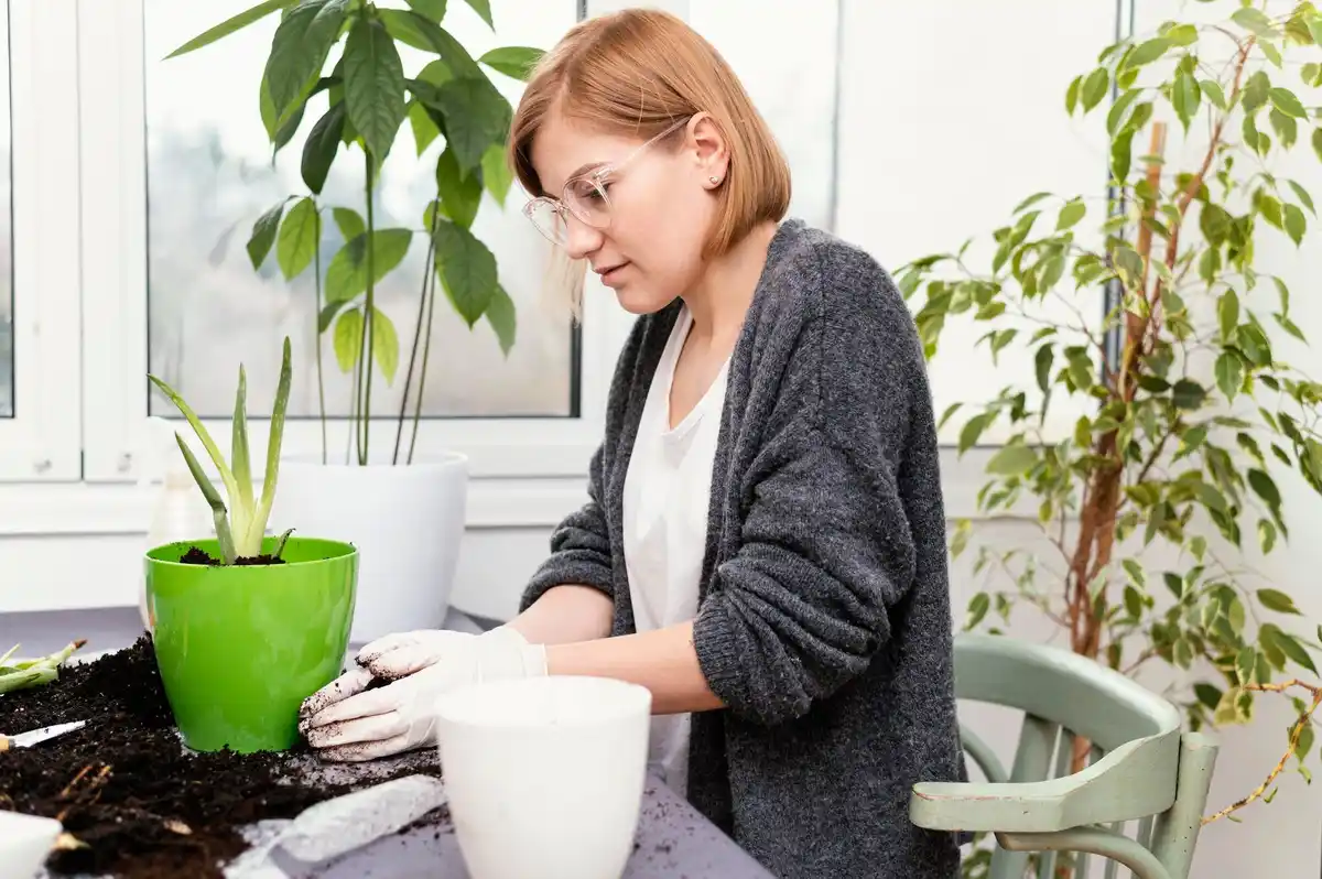 indoor plant fertilizer application tips