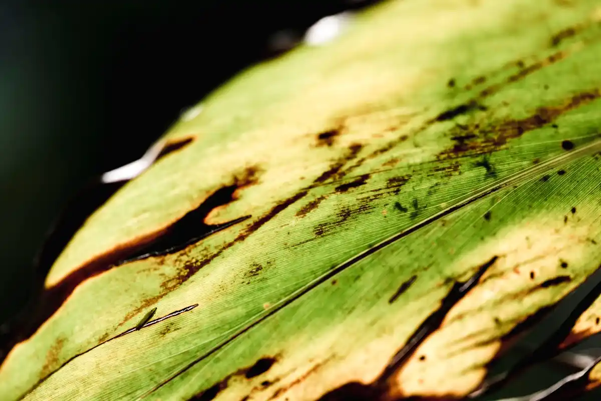 close up of diseased plant leaves early symptoms