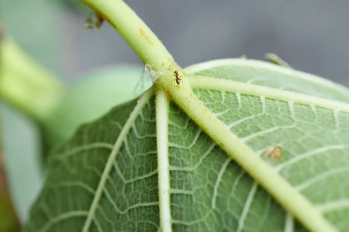 Wist je dat deze veelvoorkomende pest je hele oogst kan verpesten? Zo pak je het aan!