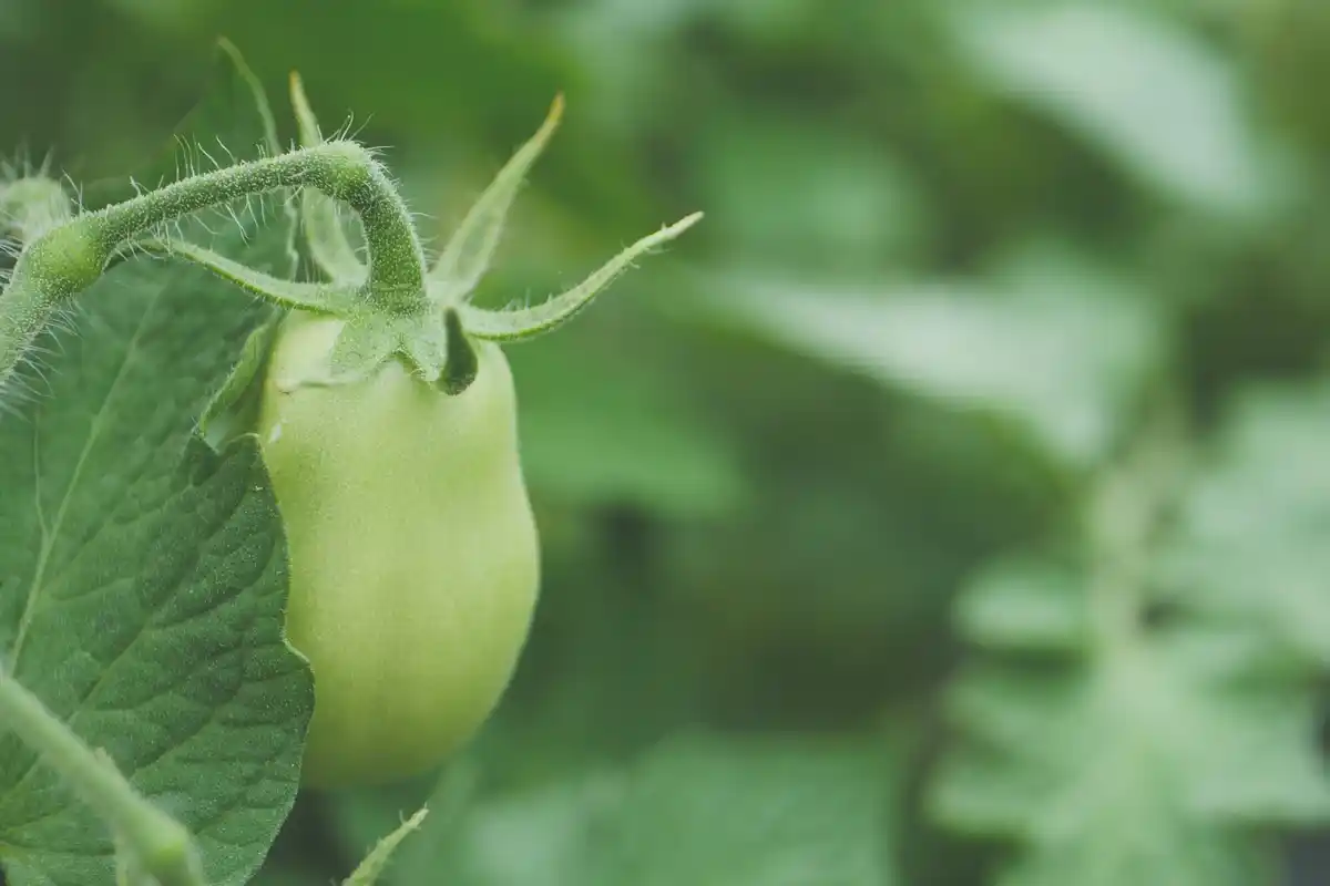 aphid on tomato plant