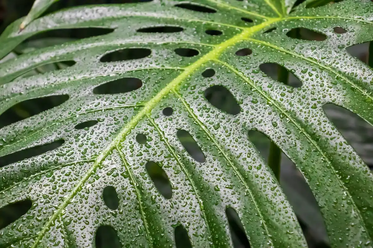 sticky leaves from aphid infestation