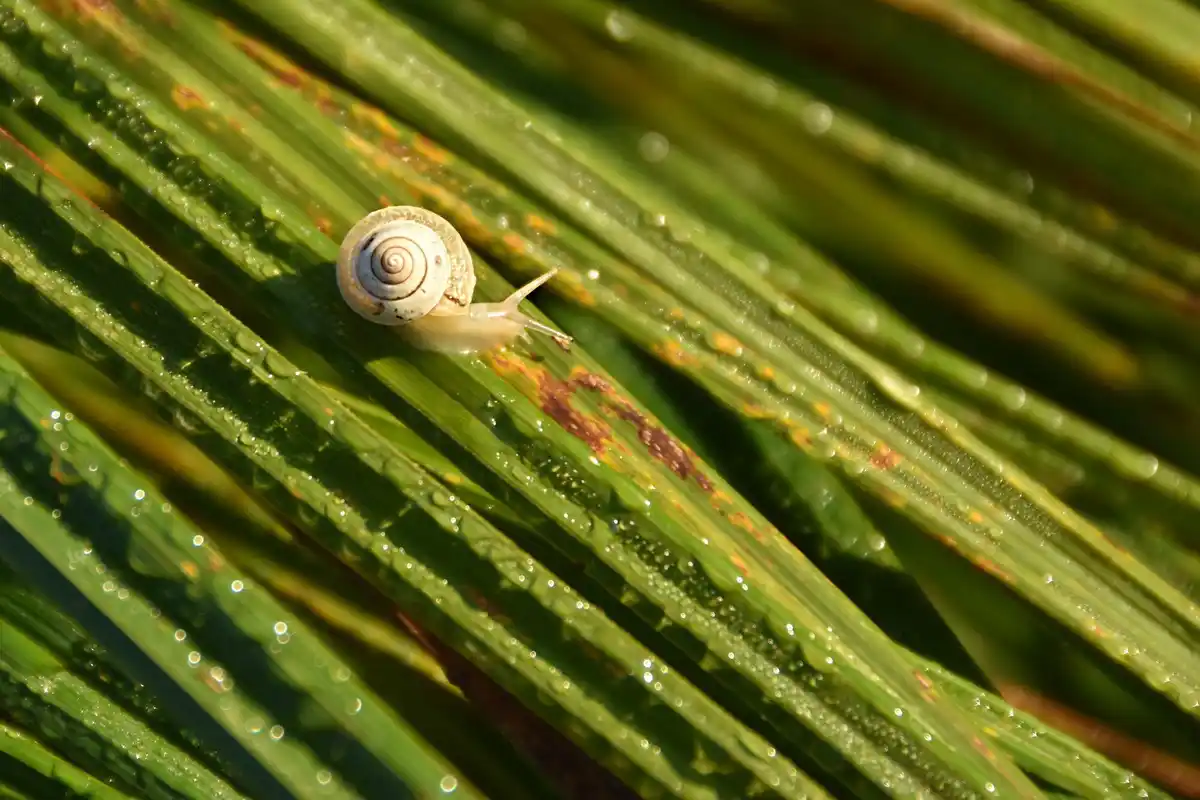 natural snail control garden