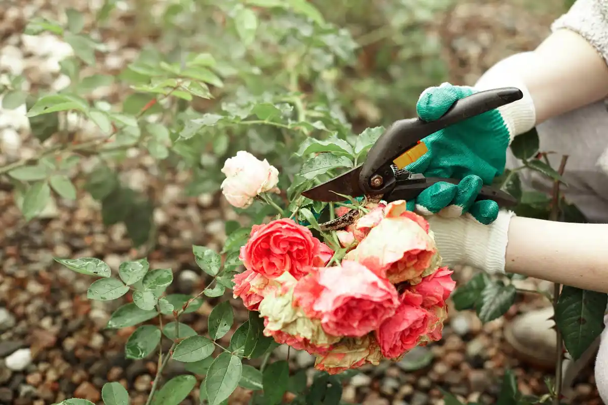 Last van bladluizen? Ontdek deze simpele truc die elke tuinier moet kennen