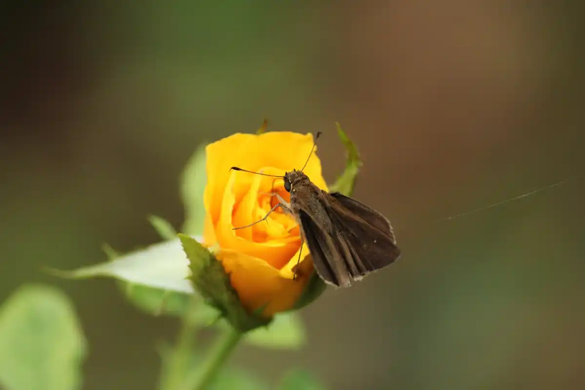 aphids on rose plant