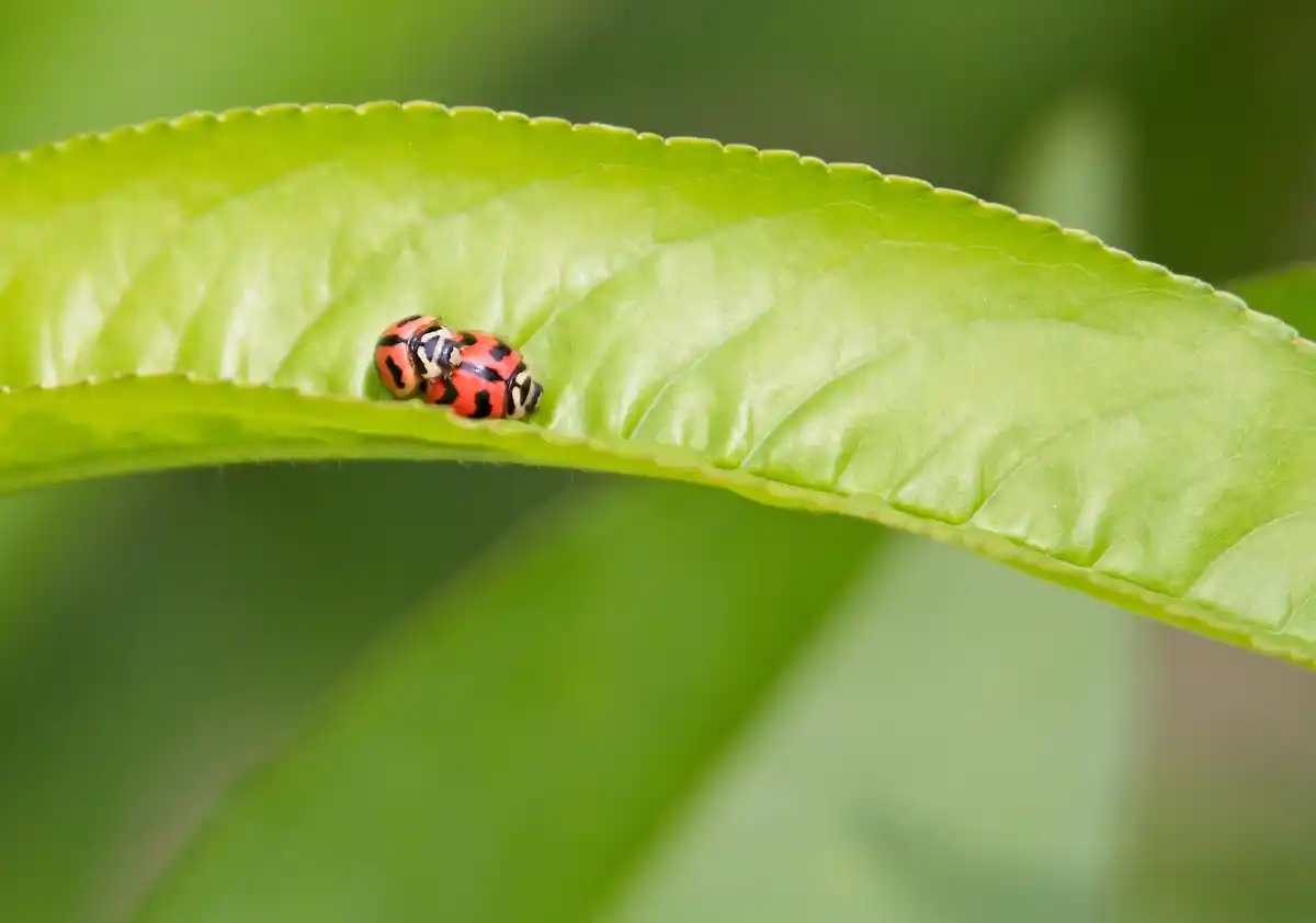 ladybugs on green plant