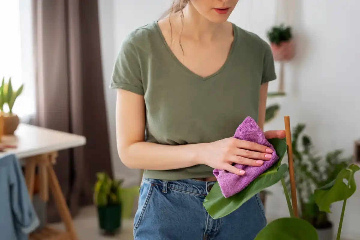 cleaning houseplant leaves with damp cloth