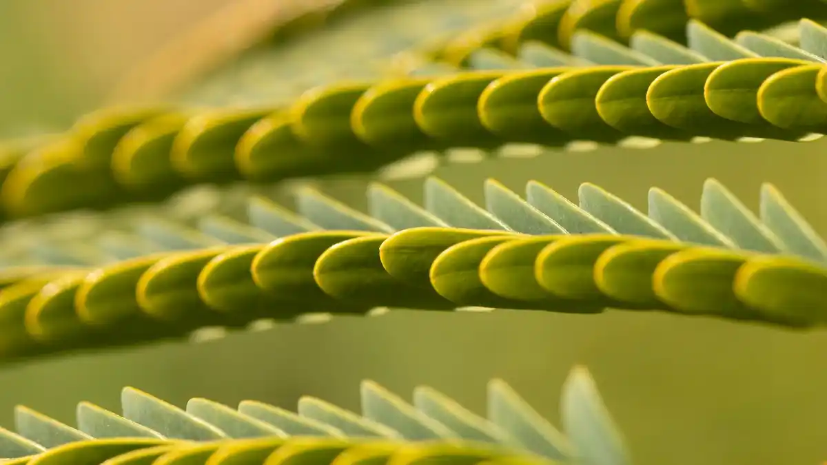 Ontdek de verborgen tekenen van plantenstress en voorkom ziektes effectief