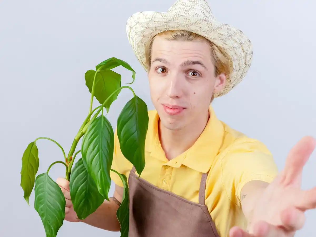 plant stress signs healthy vs unhealthy leaves