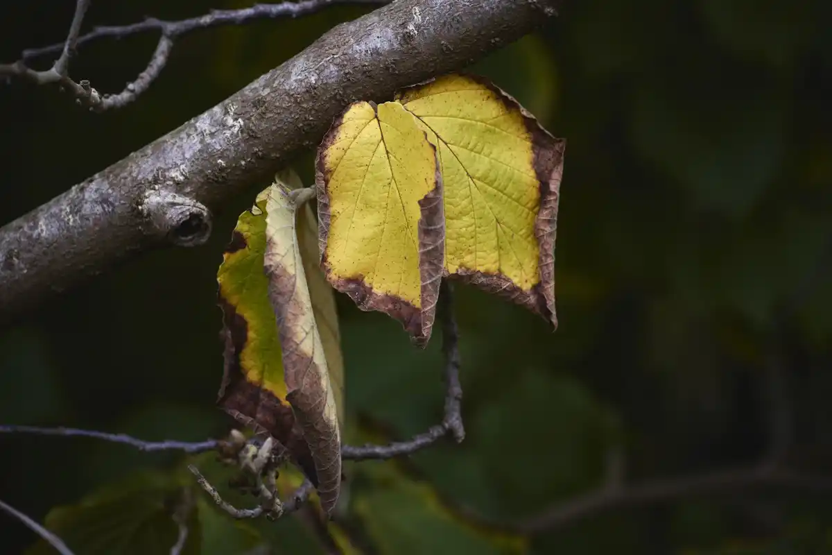 Waarom jouw planten ziek worden: de 3 grootste oorzaken en hoe je ze snel oplost