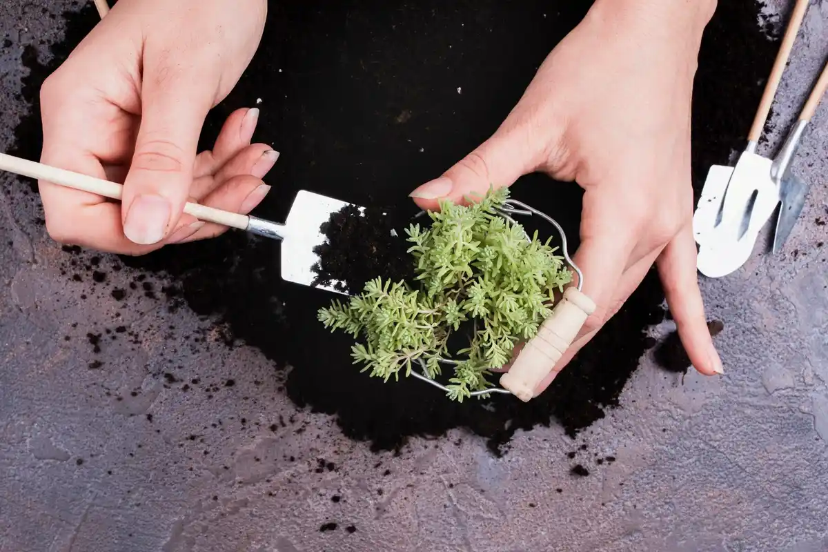 overwatered plant roots