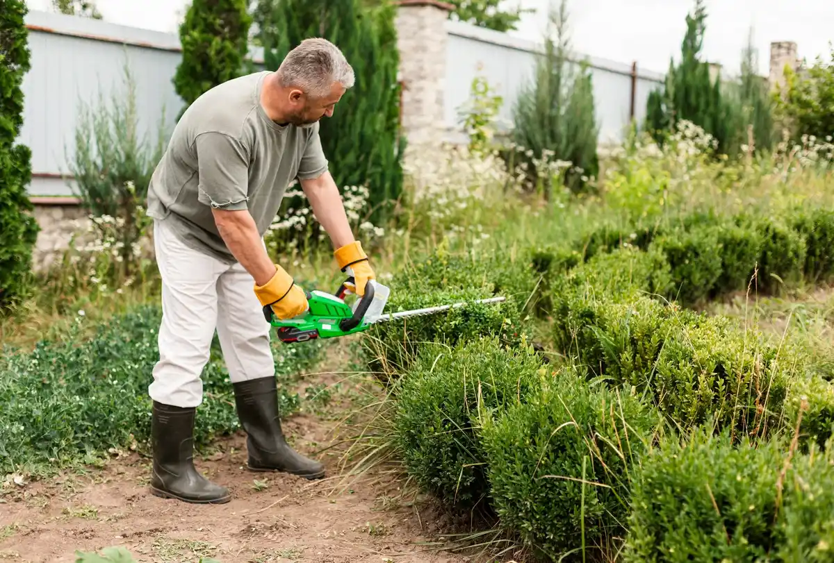 electric hedge trimmer in use in netherlands backyard