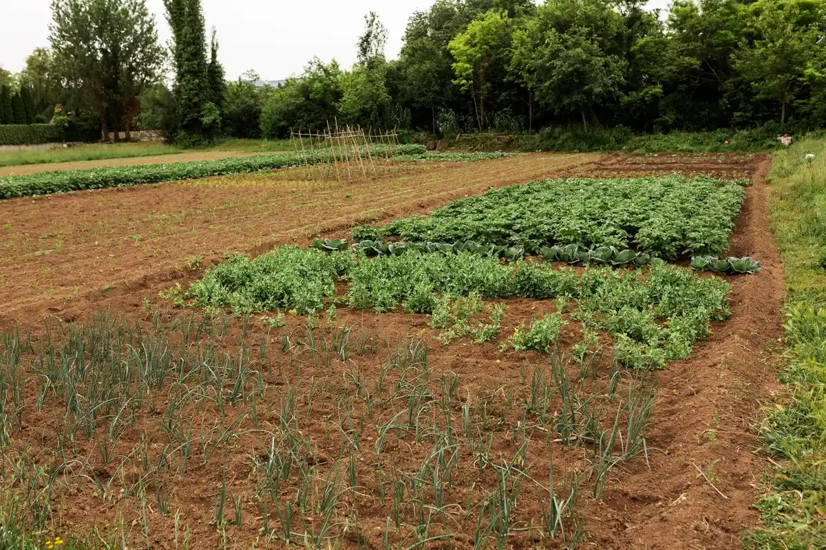 Deze grove fout maken veel tuinliefhebbers met hun groenten – voorkom ‘m!