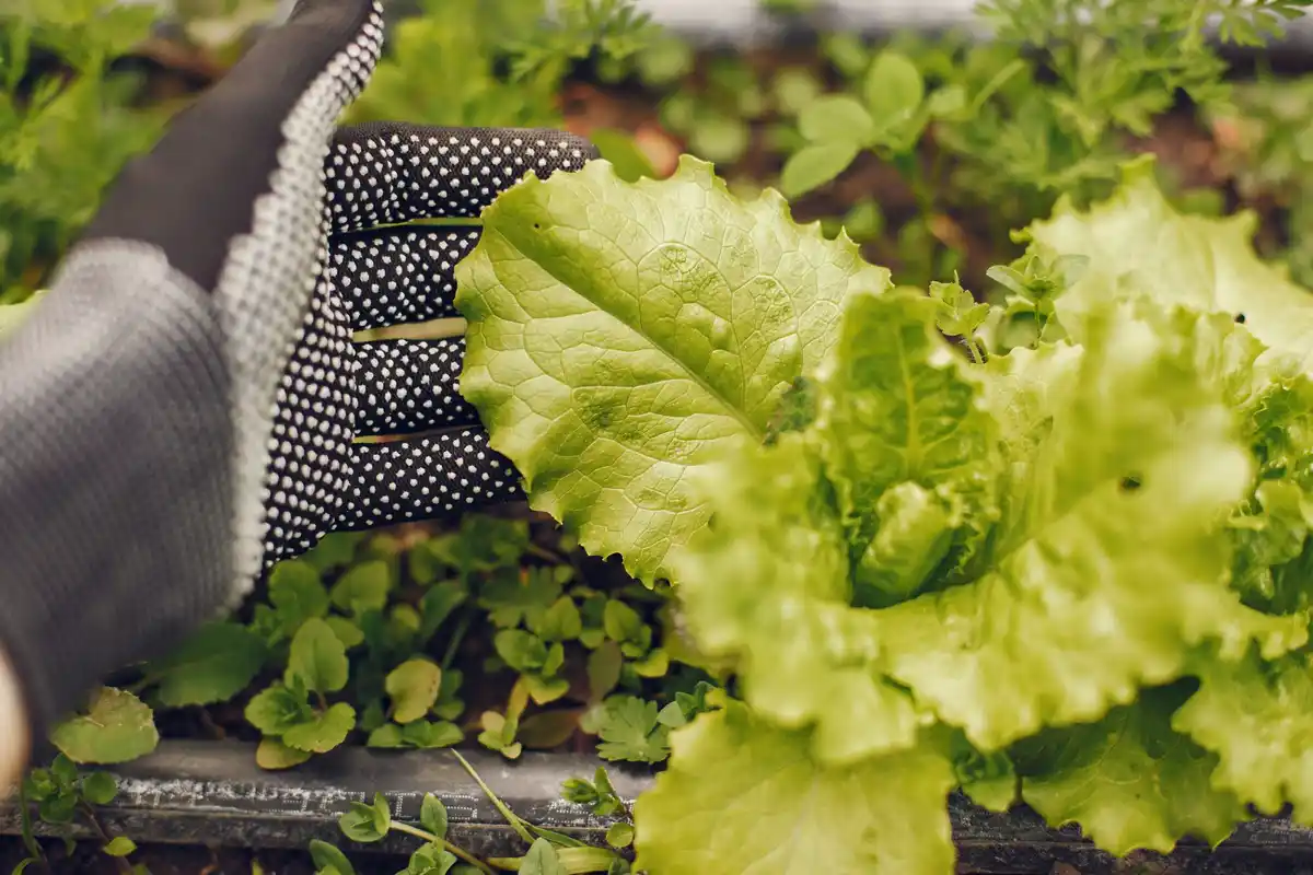 raised vegetable garden spacing