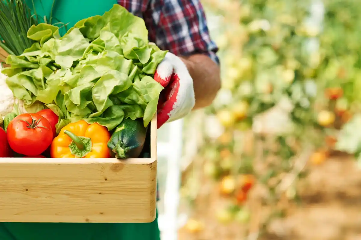 healthy vegetable garden spacious