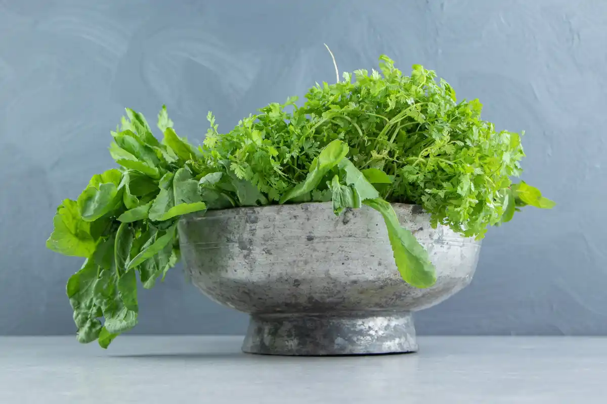 fresh homegrown lettuce in garden with vermiculite