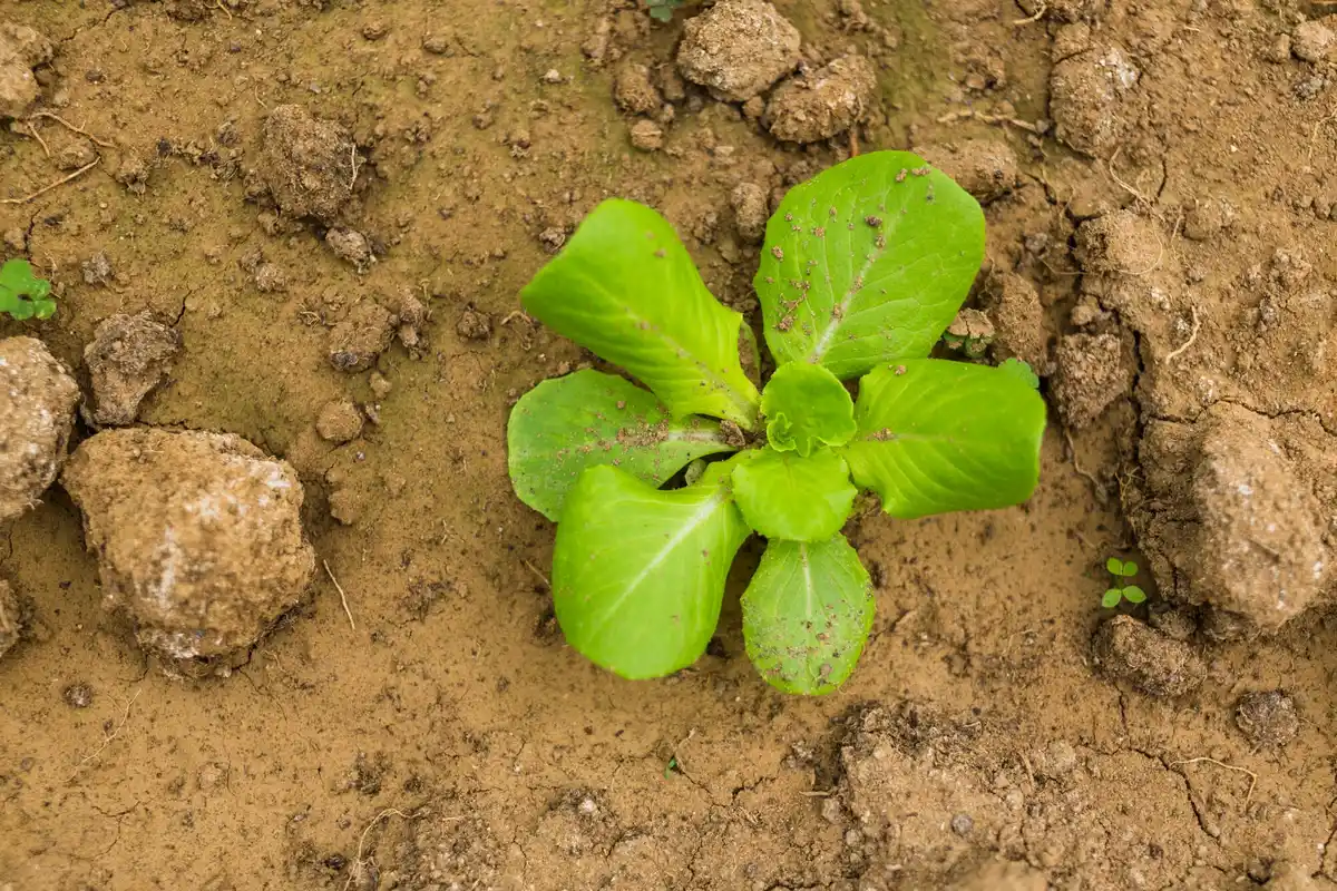 vermiculite covering lettuce seeds in soil