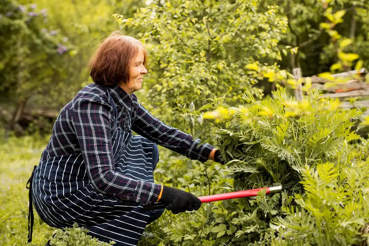 Dutch gardener using natural pest control in vegetable garden