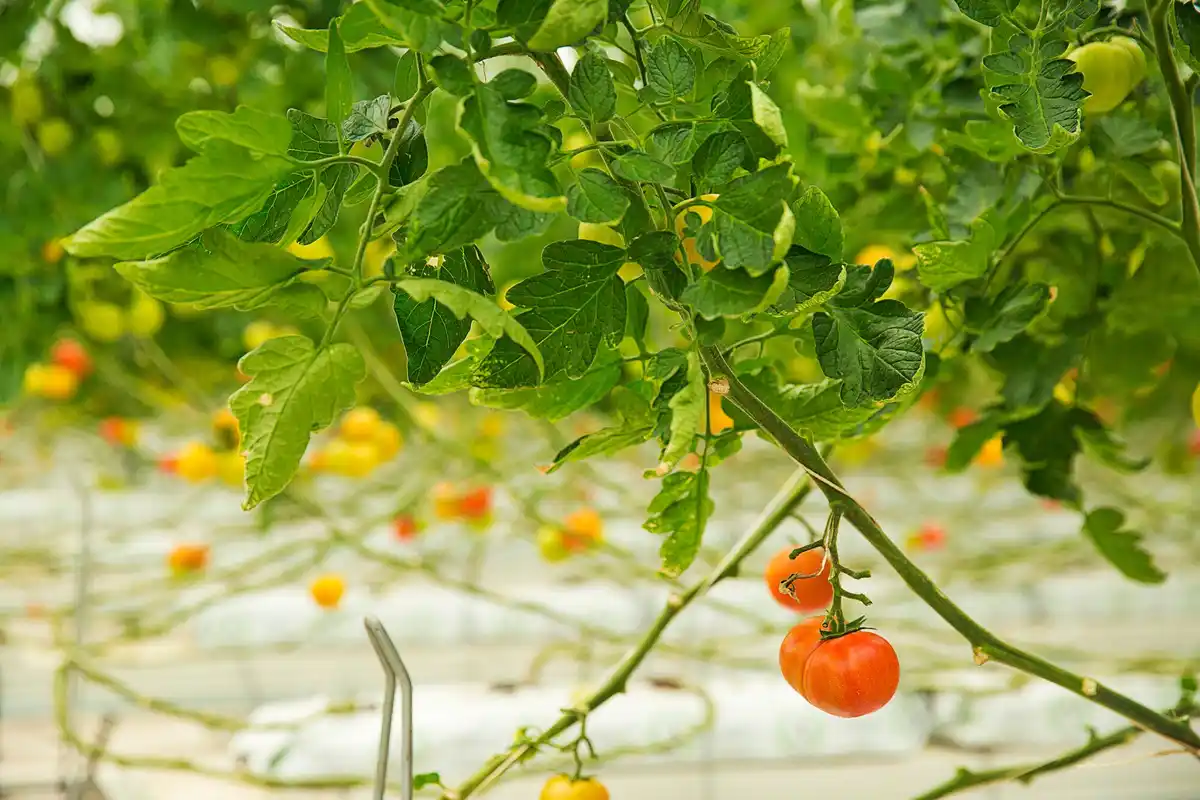juicy tomatoes in Dutch garden sunny day