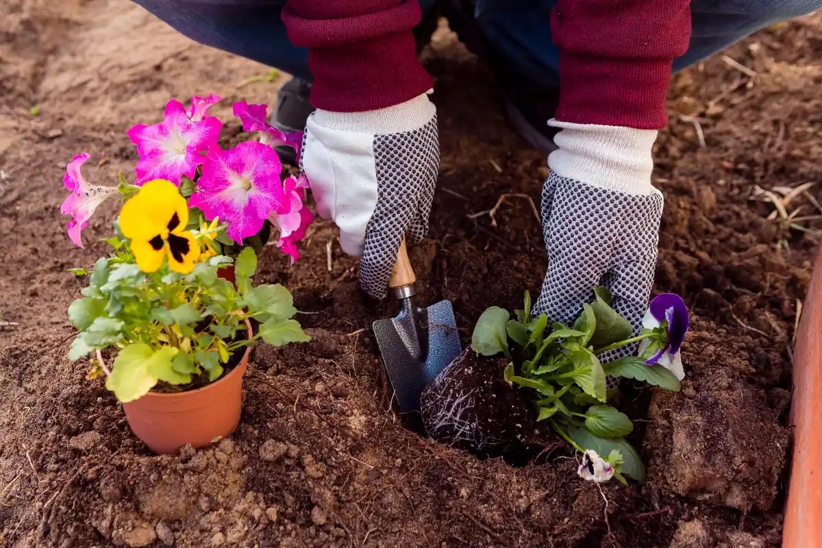 vegetable garden companion planting vibrant healthy plants