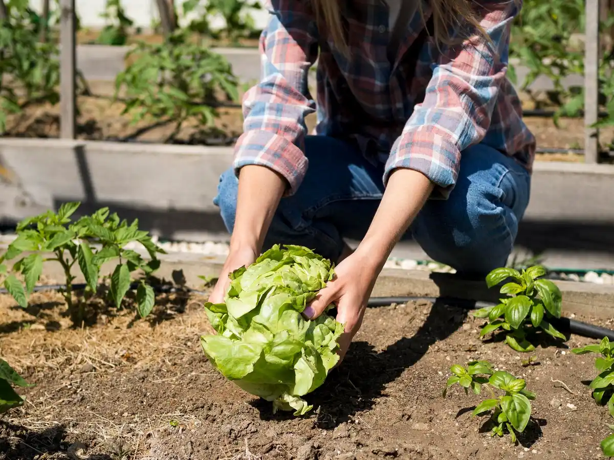close-up of companion planting garden bed with different vegetables